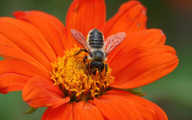 A leafcutter bee feeding on pollen from a Mexican sunflower. 