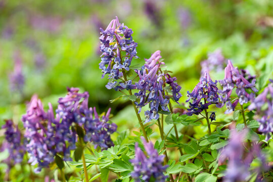First spring flowers in a forest. Fumewort, corydalis solida blooming in april