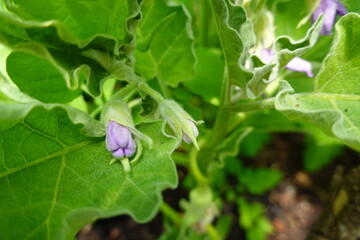 Purple eggplant flowers on plant growing in organic garden