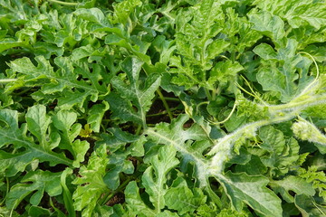 Green leaves of watermelon on farm