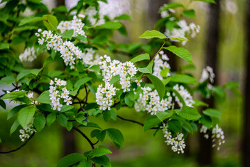 White bird cherry blossoms in the park on a blurred background with bokeh effect.