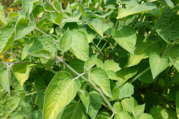 Fototapeta na wymiar Green leaves of physalis plant growing in greenhouse on farm field