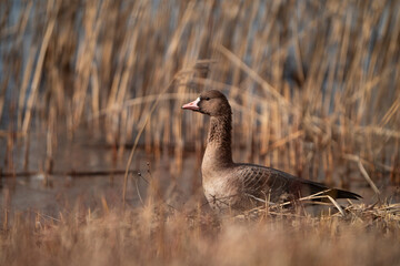 wild goose near the lake