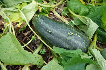 Green Zucchini with leaves growing in farm field