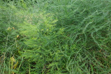 Lush green asparagus fern plant growing in nature