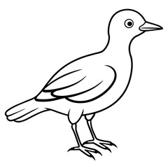    Bird vector illustration.
