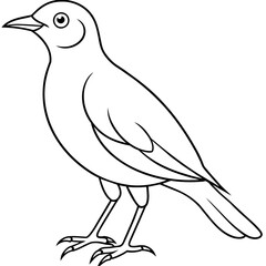    Bird vector illustration.
