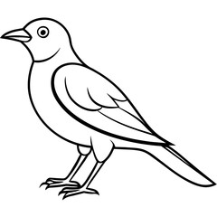    Bird vector illustration.
