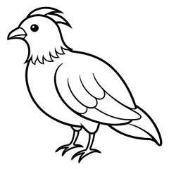    Bird vector illustration.
