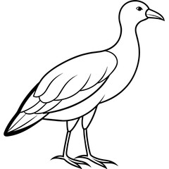  Bird vector illustration.

