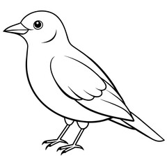  Bird vector illustration.

