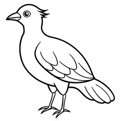  Bird vector illustration.

