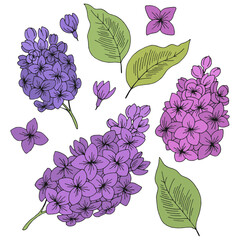 Lilac flower graphic color isolated sketch set illustration vector