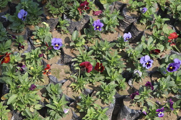 photo of violets and pansies growing in the ground, neatly arranged into rows on a mesh technical grid. The flowers have different colors like purple, red, dark purple, bright green, yellowing leaves,