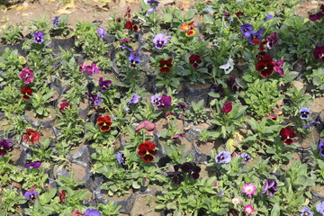 photo of violets and pansies growing in the ground, neatly arranged into rows on a mesh technical...