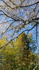 竹と葉桜、晴天