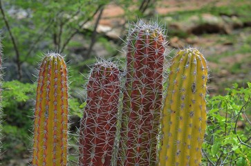 Four cacti with different colors are standing in a field