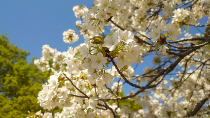 葉桜、新緑と青空背景