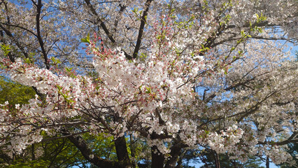 青空の中の桜