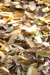 A pile of fallen leaves in various shades and shapes, with some still vibrant green while others have turned to brown or yellow hues. 