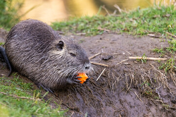 A young nutria or coypu (Myocastor coypus) eats a piece of carrot on the riverbank