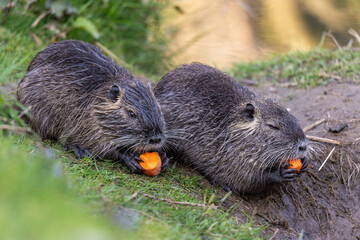 Two young nutrias or coypus (Myocastor coypus) eat a piece of carrot on the riverbank - obrazy, fototapety, plakaty