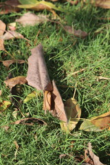 A closeup photo of an autumn leaf lying on the grass, with its edges turning brown and slightly curly. The background is blurred green lawn 