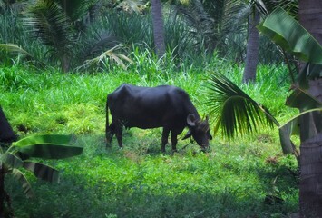 buffalo grazes in the grass 
