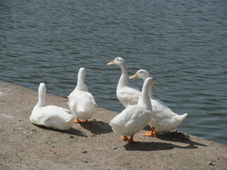 Feathered Friends: White Ducks of Sankey Tank's Waters