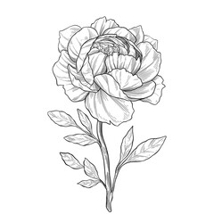 Peony flower in jug botanical illustration