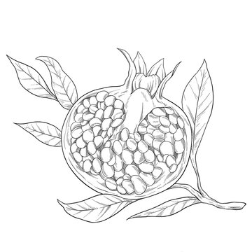 recommend clip art: Pomegranate fruit botanical sketch illustration