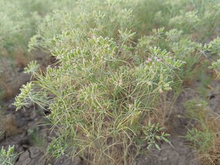 Blooming White Nigella sativa flowers in the field. Top view Texture background