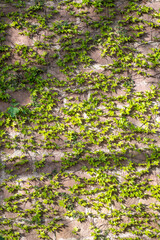 Obraz premium Brick wall covered in thick green ivy plant.. Barcelona, Catalonia, Spain.