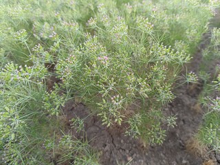 Cumin Crop Field, fresh plant of Cumin seeds farm, growing in agricultural