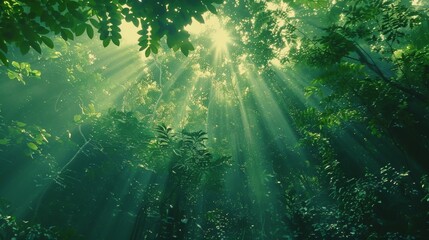 A lush green forest with tall trees and leaves - obrazy, fototapety, plakaty