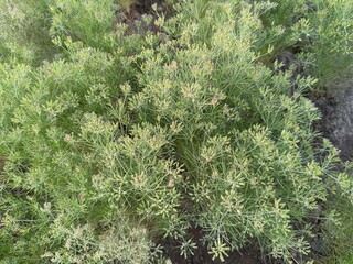 Cumin Crop Field, fresh plant of Cumin seeds farm, growing in agricultural