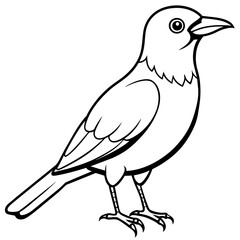  Bird vector illustration.

