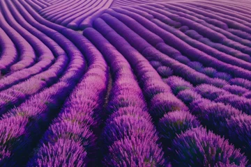 Papier Peint photo Tailler Aerial view of a lavender field in full bloom, rows of vibrant purple stretching across the landscape
