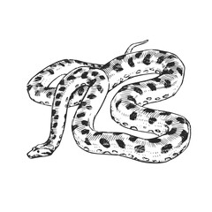 Vector hand-drawn illustration of an Anaconda in the style of engraving. A sketch of a wild Brazilian snake isolated on a white background.