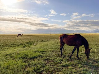 Pastoral Grazing Horses
