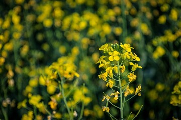 Obraz premium Springtime Mustard Blossoms