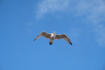 Seagull