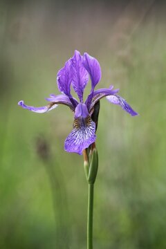  Siberian iris (Iris sibirica) on a wet meadow in Estonia