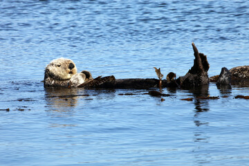 California sea otter resting in kelp, Morro Bay, California USA
