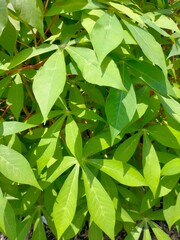 green leaves in the sun light