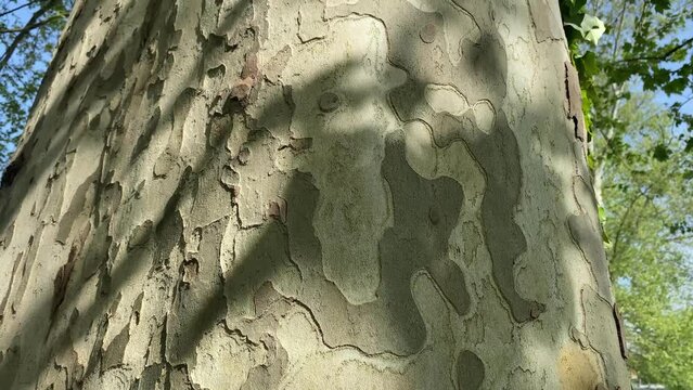 sycamore platanus tree bark with shadows from leaves swaying in the wind