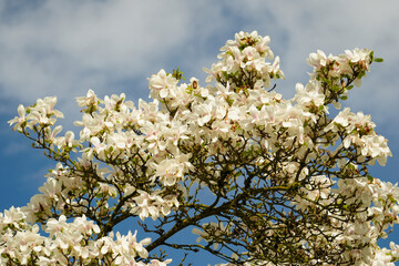 Magnolienbaum in voller Blüte