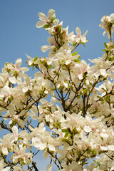 weiße Magnolienblüten vor Blauem Himmel