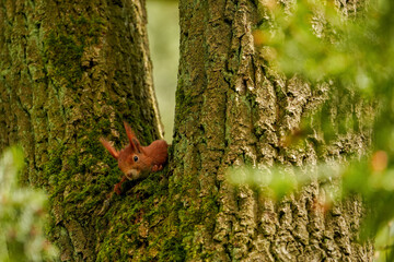 Kleines rotes Eichhörnchen in einer Astgabel