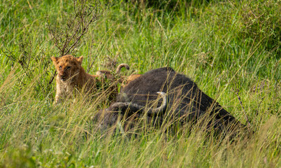 lion cub feeding on a dead buffalo in Masai Mara, Kenya